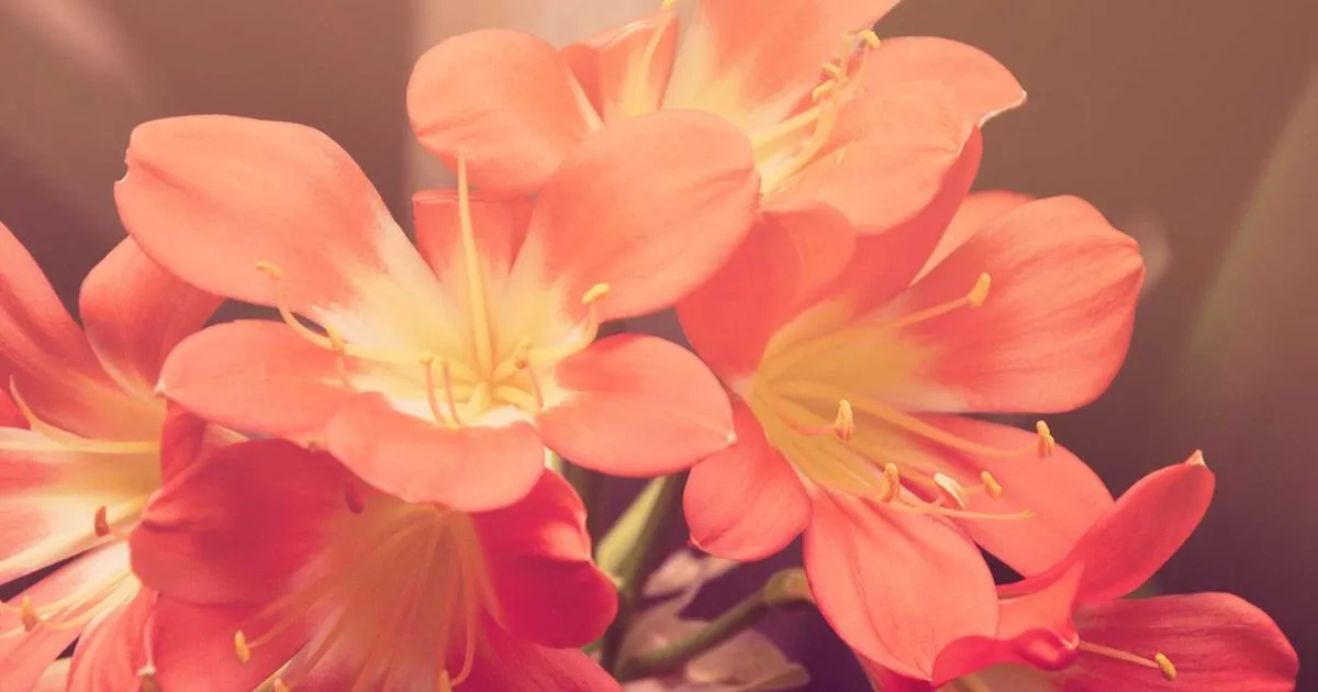 Anthurium : Guide complet pour réussir sa culture et son soin au quotidien