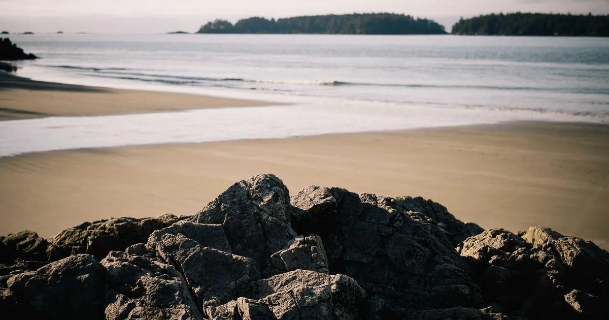 Création de panneaux en Noyer massif personnalisés selon vos besoins