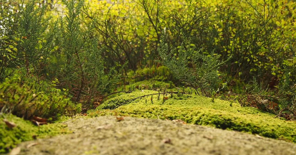 Exploration des nuances de vert : révélations sur une teinte envoûtante