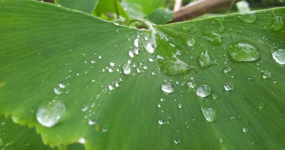 Haricots en pot : les 5 astuces incontournables pour une récolte réussie