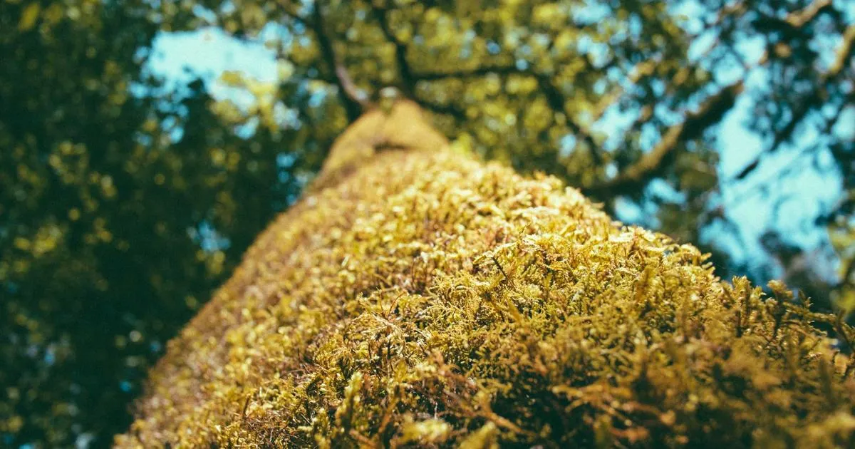 Pissenlit : guide complet pour cultiver, récolter et exploiter cette plante incontournable