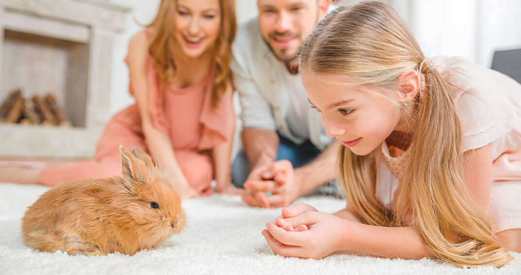 découvrez comment adopter et éduquer un lapin nain pour garantir son bien-être et son bonheur au quotidien. conseils pratiques et astuces pour un compagnon heureux.