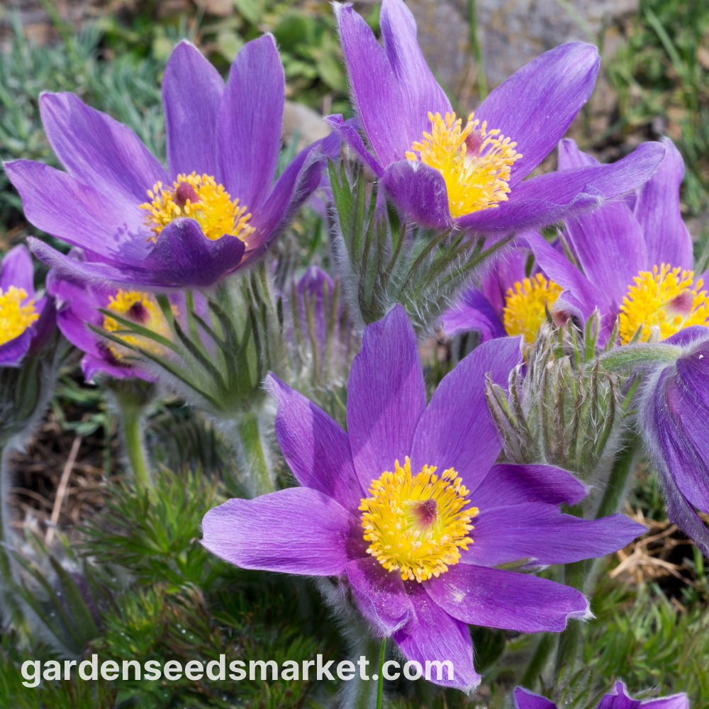 découvrez l’anémone pulsatille, une fleur délicate symbole d’éclat printanier, idéale pour égayer vos jardins avec ses couleurs vives et son charme naturel.
