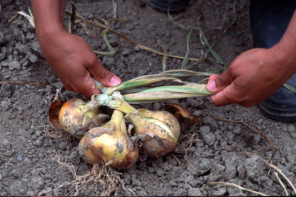 découvrez notre guide complet pour cultiver l’oignon facilement. astuces, conseils et étapes essentielles pour réussir votre récolte d’oignons savoureux.