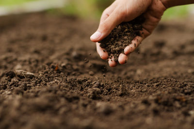 découvrez notre guide saisonnier des semis et récoltes pour optimiser votre jardin tout au long de l'année. conseils pratiques pour planter et récolter au bon moment.