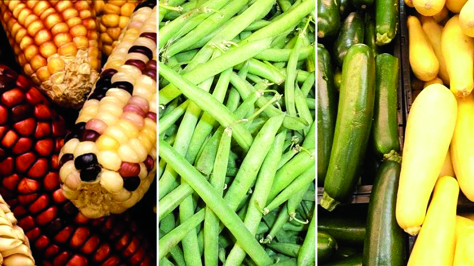 découvrez la milpa, une méthode agricole ancestrale des trois sœurs alliant maïs, haricots et courges pour une culture durable et enrichissante.