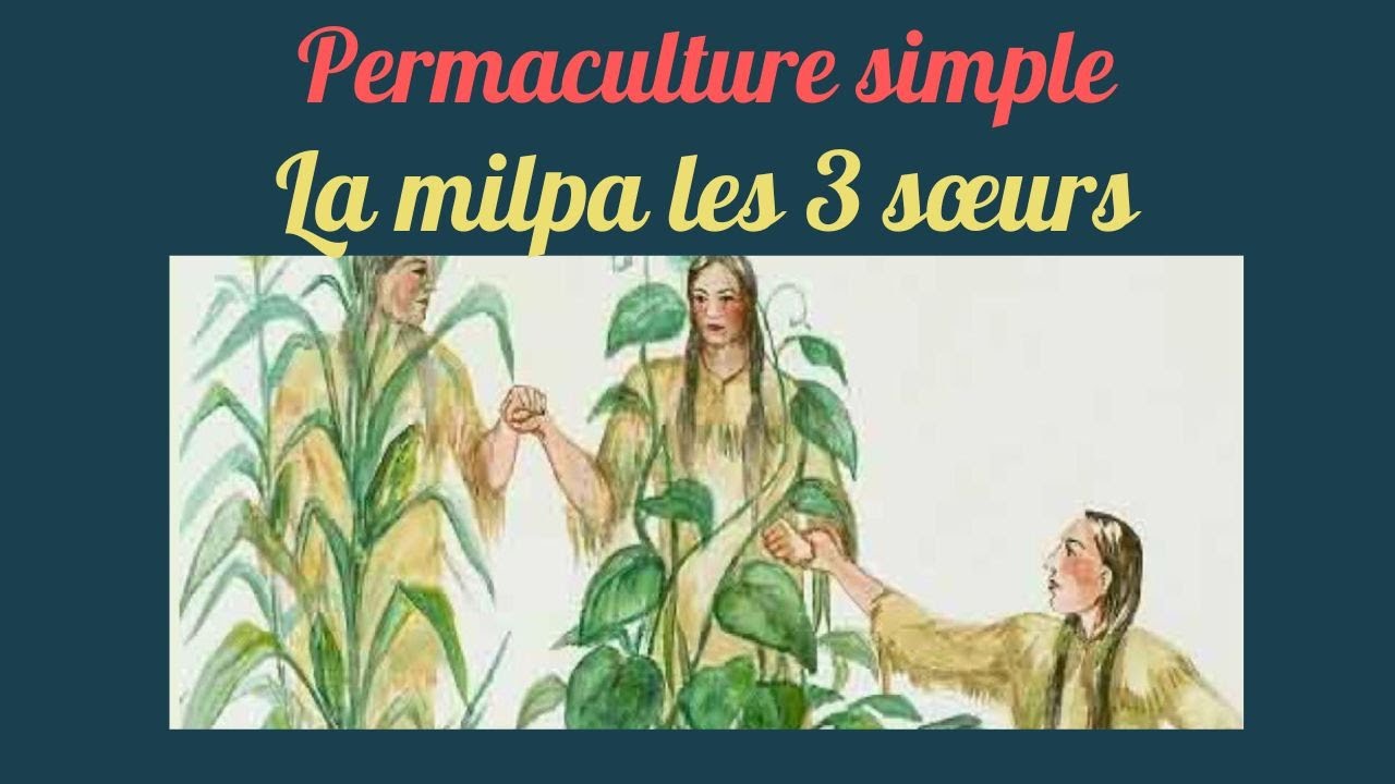 découvrez la milpa, une méthode agricole traditionnelle qui associe le maïs, les haricots et la courge pour une culture durable et équilibrée.