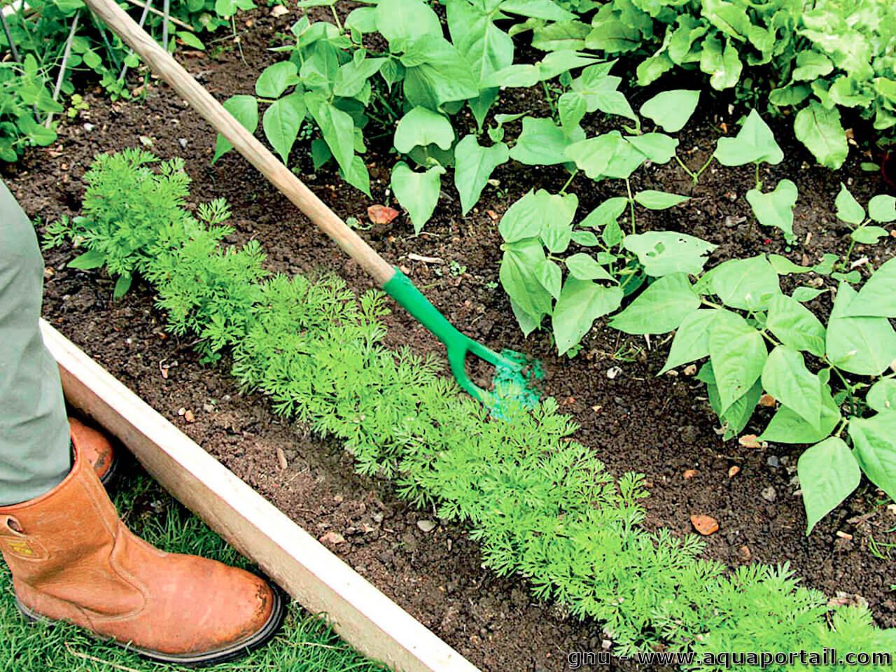 découvrez comment le binage peut devenir votre allié pour un jardin florissant, en améliorant la santé du sol et en stimulant la croissance de vos plantations.