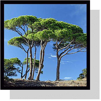 découvrez le pin maritime, symbole emblématique des landes, illustrant la richesse naturelle et culturelle de cette région unique.