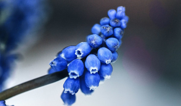 découvrez le muscari, une petite fleur charmante qui annonce l'arrivée du printemps avec ses grappes de fleurs bleues vibrantes et son parfum délicat.