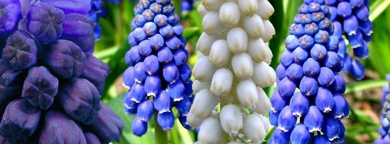 découvrez le muscari, une petite fleur délicate qui annonce l'arrivée du printemps avec ses grappes de fleurs bleues éclatantes.