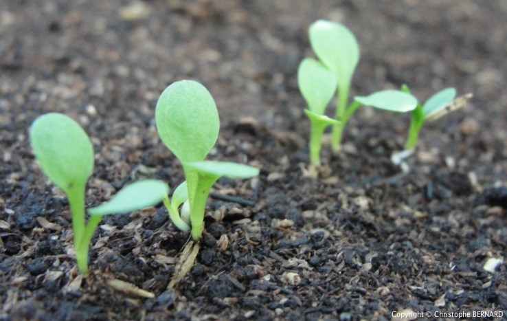 découvrez notre guide complet sur le pissenlit : conseils de culture, récolte et utilisations culinaires et médicinales pour profiter pleinement de cette plante sauvage.