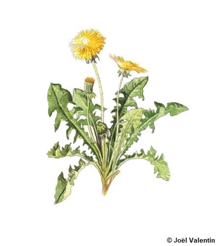 découvrez notre guide complet sur le pissenlit : conseils de culture, astuces d'entretien et ses multiples usages en cuisine et en médecine naturelle.