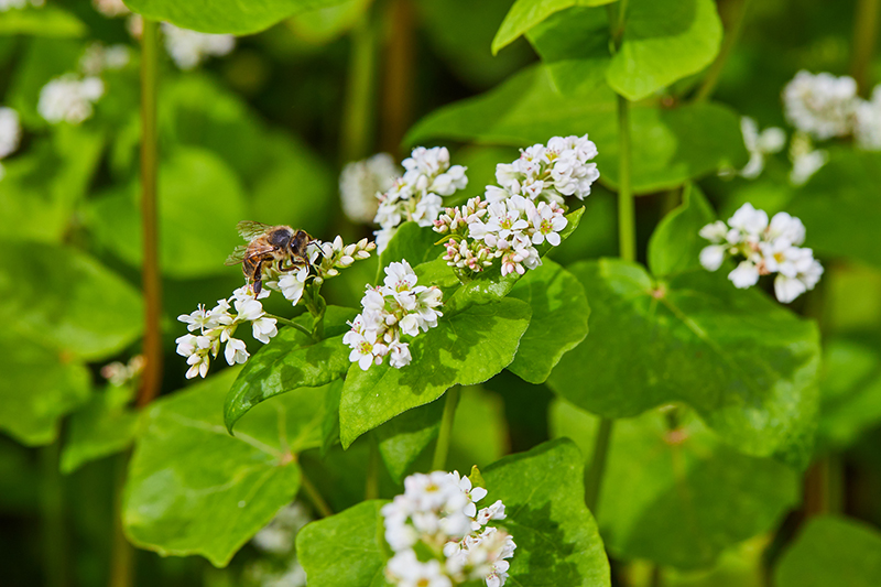 découvrez le sarrasin, une plante polyvalente idéale pour enrichir et diversifier votre potager grâce à ses multiples usages et ses bienfaits naturels.