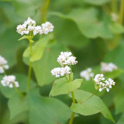 découvrez le sarrasin, une plante polyvalente idéale pour le potager, facile à cultiver et bénéfique pour enrichir le sol tout en apportant une belle récolte.
