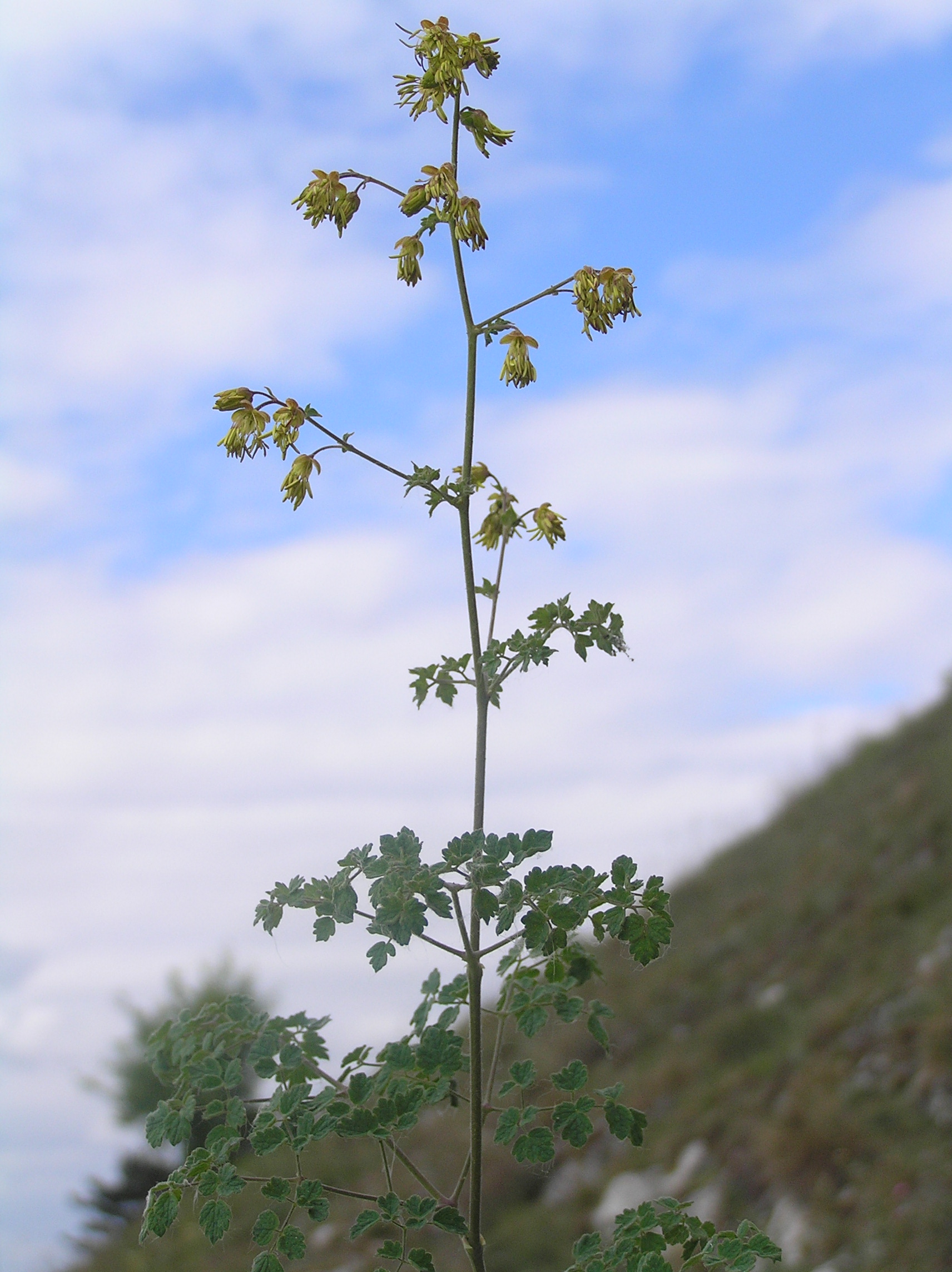 découvrez le thalictrum, une plante vivace élégante aux fleurs délicates, parfaite pour embellir votre jardin avec légèreté et grâce.
