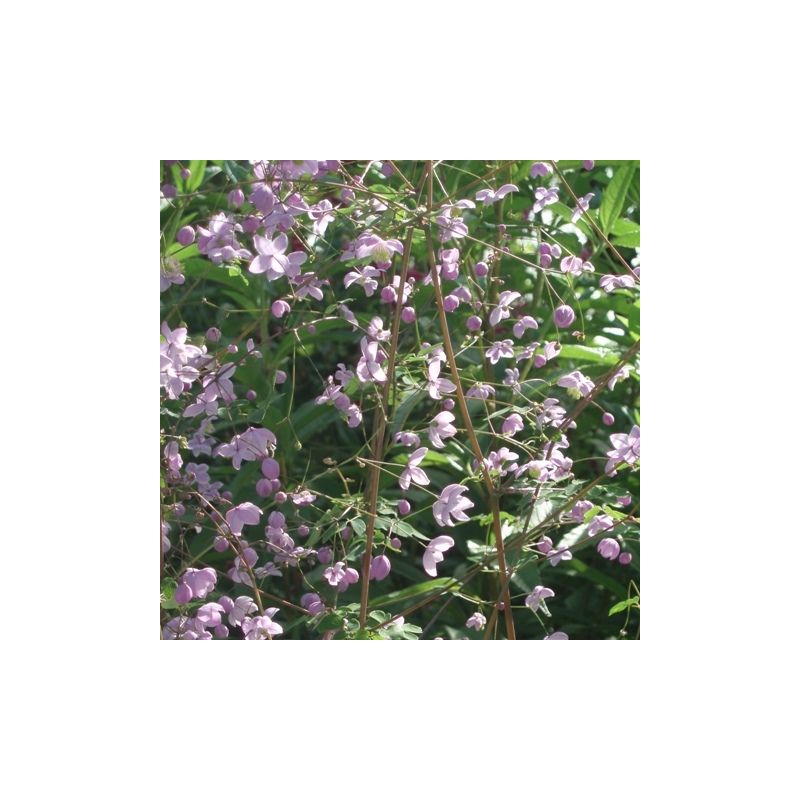 découvrez le thalictrum, une plante vivace élégante aux fleurs délicates, idéale pour sublimer votre jardin avec légèreté et raffinement.